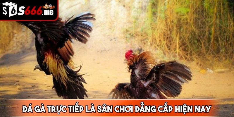 Đá gà trực tiếp thu hút một lượng lớn người chơi theo dõi, cá cược